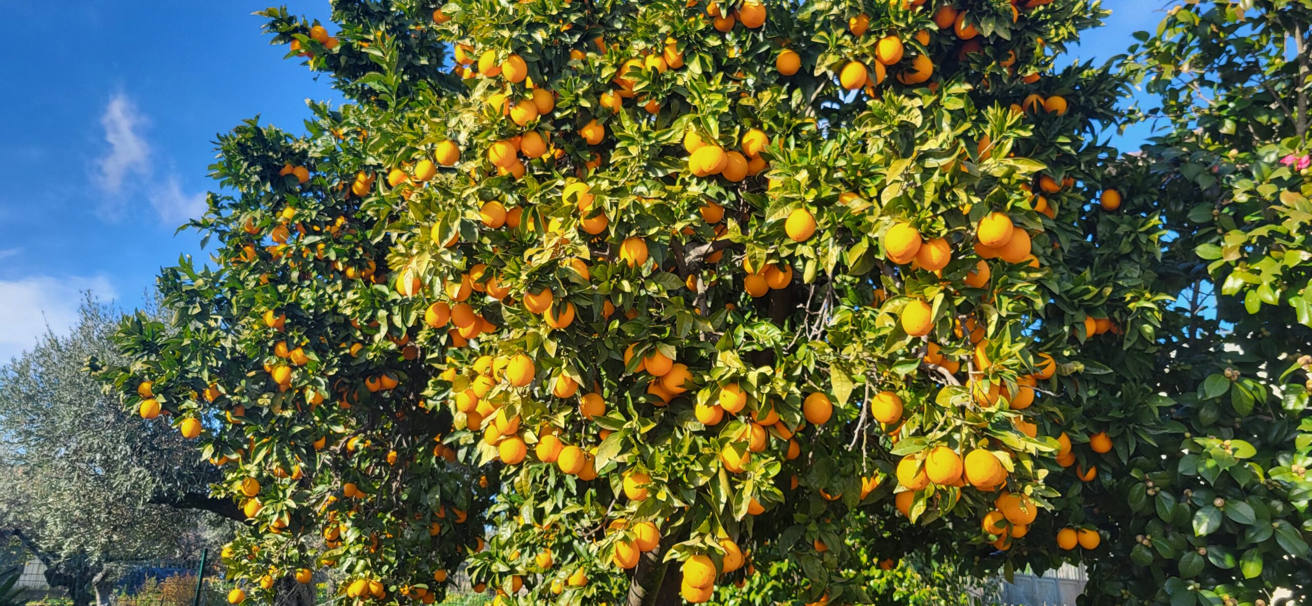 Ripening fruit on orchard trees at Countryside Inn Central Portugal