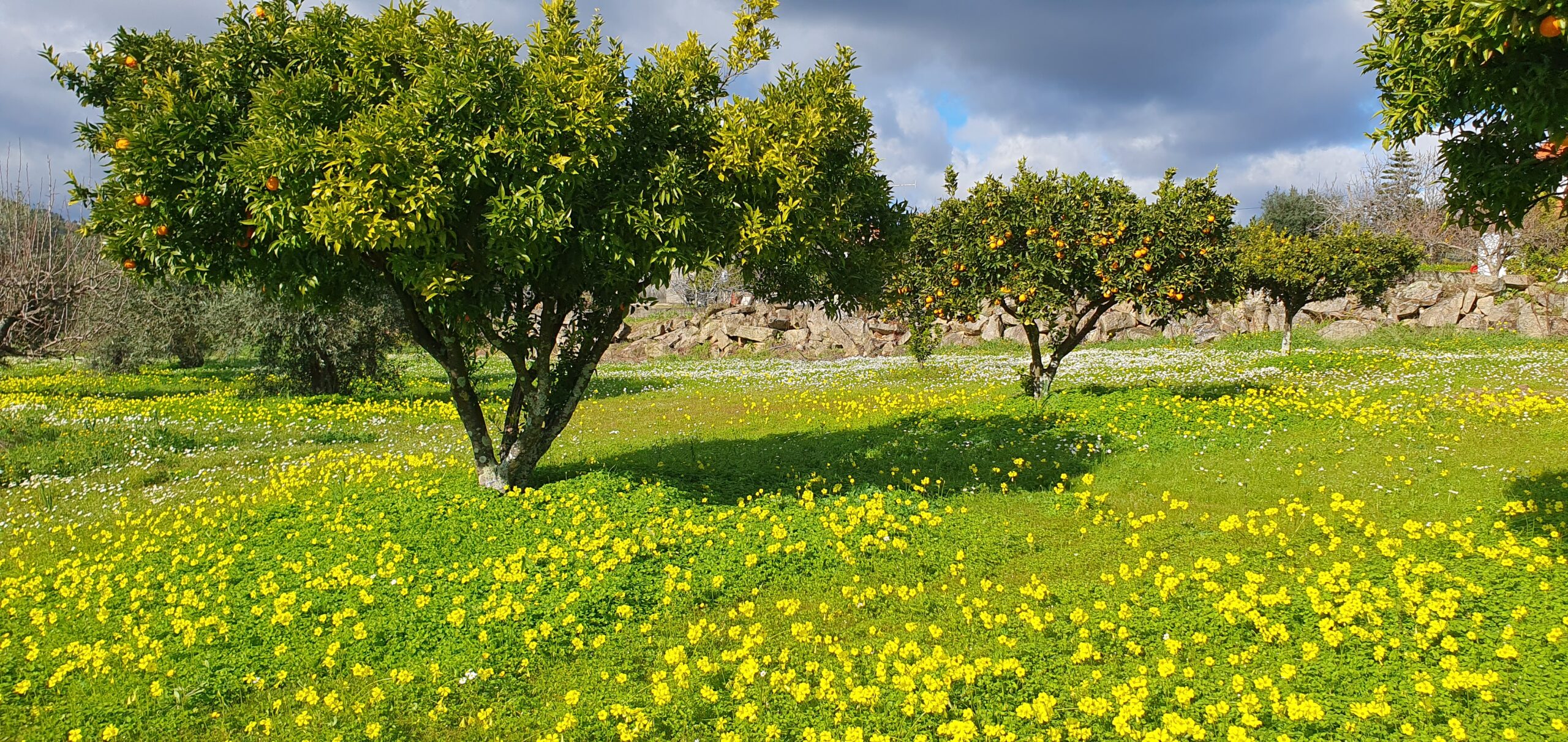Fruit orchard with blossom at Countryside Inn Central Portugal in Fundão, Portugal
