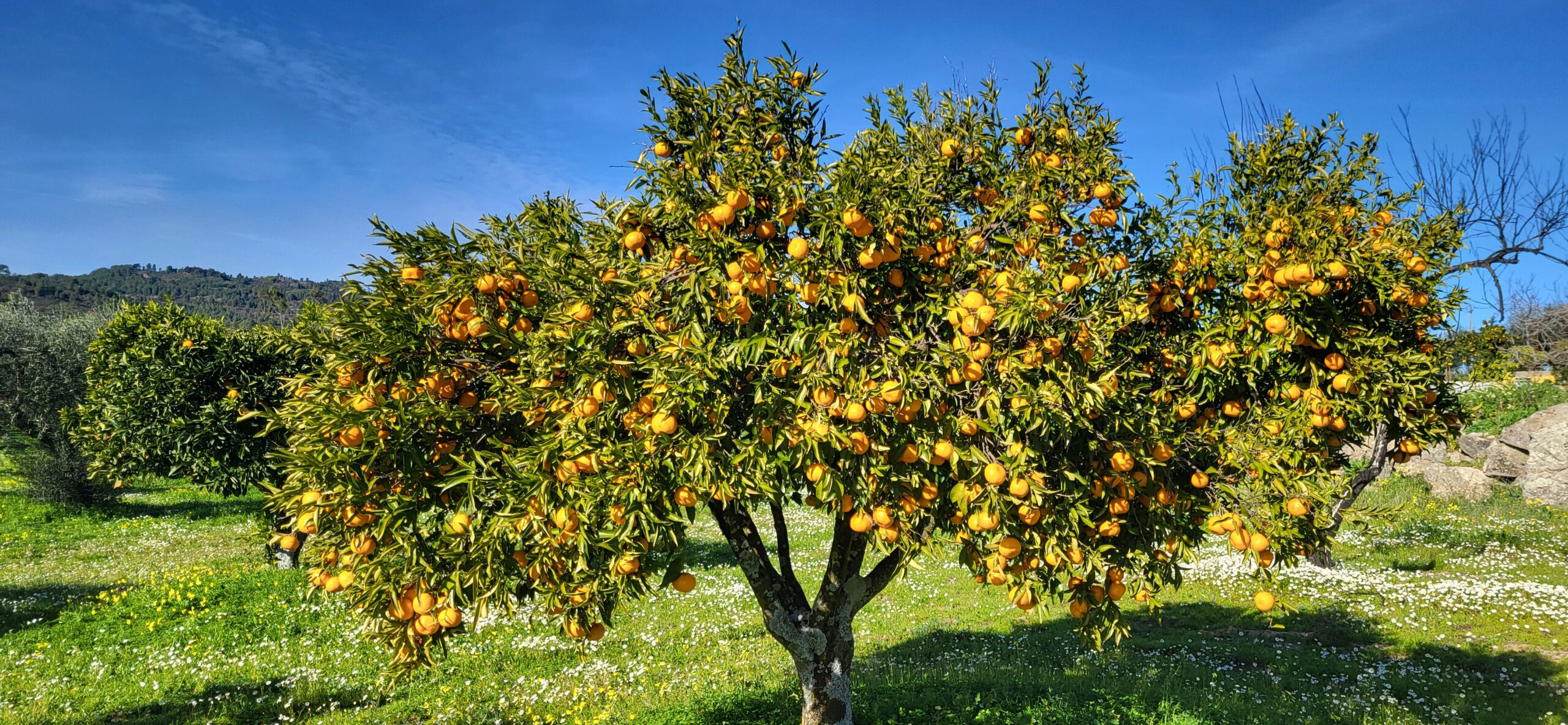 Fruit tree in the countryside near Countryside Inn Central Portugal, Portugal