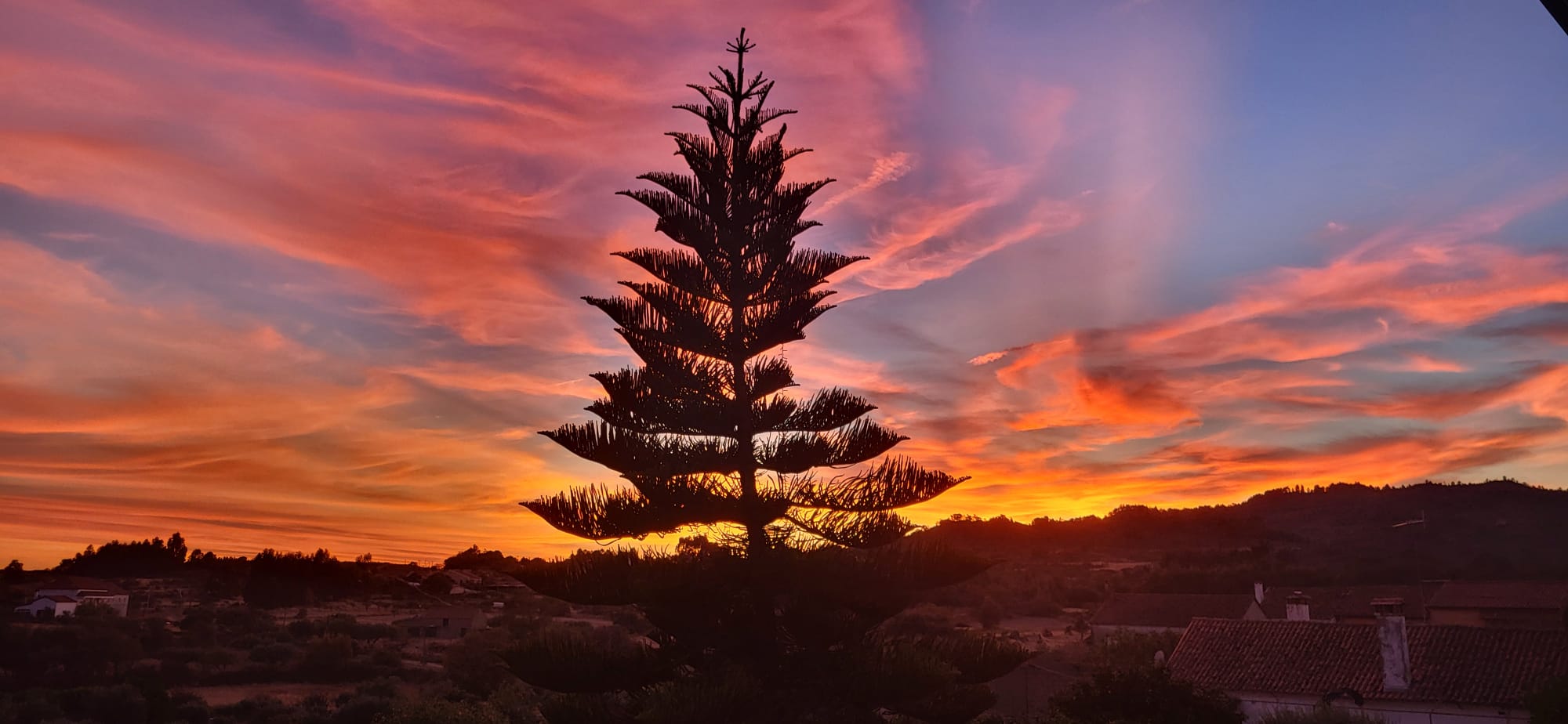 Tree silhouette at sunset near Countryside Inn Central Portugal, Portugal