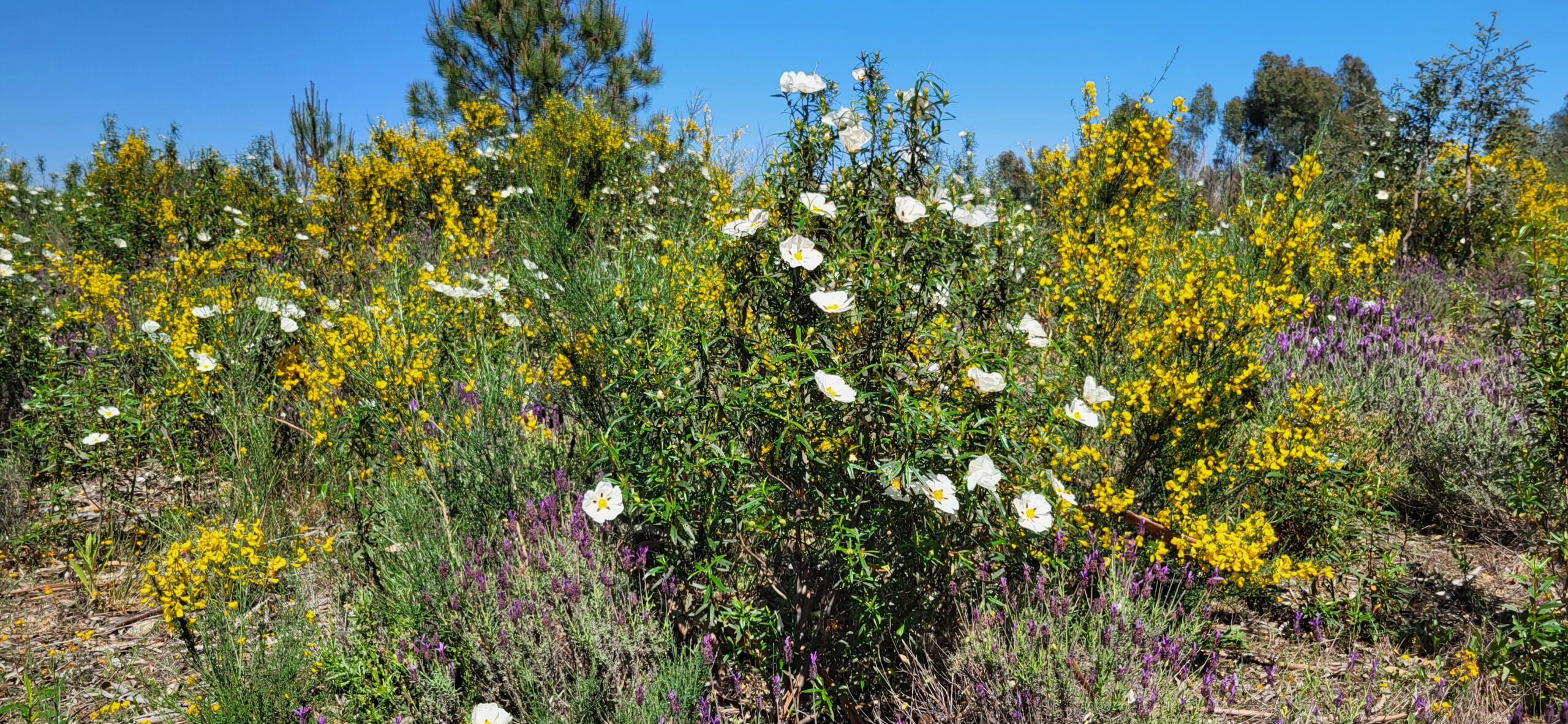Blooming fruit trees in the orchard at Countryside Inn Central Portugal